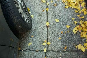 reife Ginkgofrüchte und Blätter liegen auf dem Boden