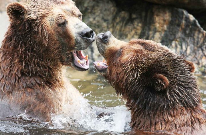 zwei Braunbären stehen sich Schnauze an Schnauze gegenüber